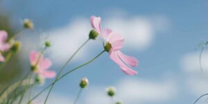 Recognizing Signs of Autism in Women 1