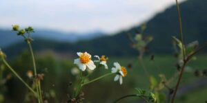 The Benefits Of Online Christian Counseling 1