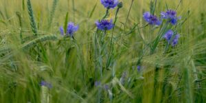 5 Reasons Why Family Counseling Benefits Families 1